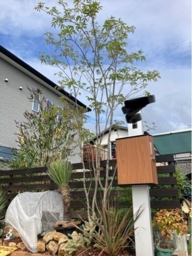 シンボルツリーアオダモ