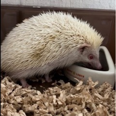 ハリネズミ、メス1匹アルビノ