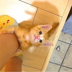 [まだ募集中！]甘えん坊な茶トラ 男の子