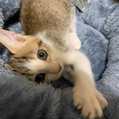 薄いキジ白、くるくる鍵しっぽ😍人大好き子猫女の子