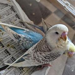オカメインコ雛、ジャンボセキセイインコ、名古屋コーチン女の子 - 直方市