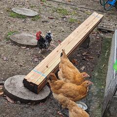 オカメインコ雛、ジャンボセキセイインコ、名古屋コーチン女の子 - ペット
