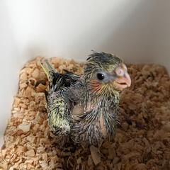 オカメインコ雛、ジャンボセキセイインコ、名古屋コーチン女の子の画像