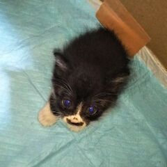 【里親は、無事見つかりました！ありがとうございました！】子猫3匹...