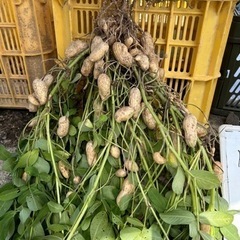 京都府産　茹落花生　生落花生　おおまさり　