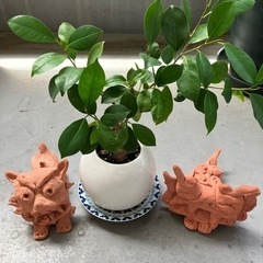 がじゅまる