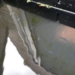 ｸﾗｳﾄﾞｸﾞﾚ-ﾀﾞｲﾔめだか稚魚10匹の画像