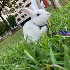 白うさぎ