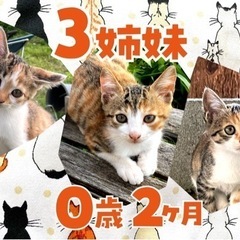 里親募集　0歳2ヶ月メス三姉妹