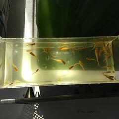 メダカ ５０匹前後 
