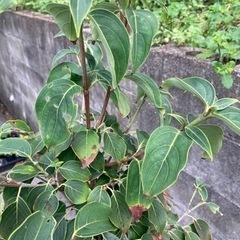 落葉ヤマボウシ