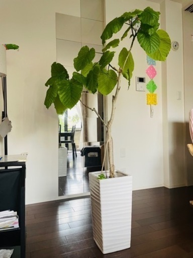 観葉植物 フィカス ウンベラータ 10号 ノーマル ラスターポット