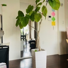 観葉植物 フィカス ウンベラータ 10号 ノーマル ラスターポット 