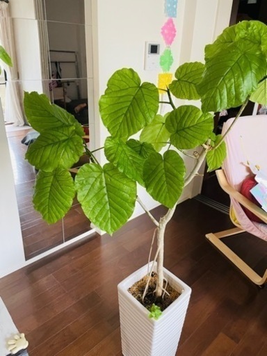 観葉植物 フィカス ウンベラータ 10号 ノーマル ラスターポット 