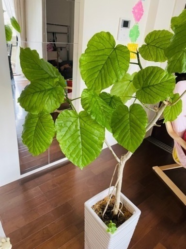 観葉植物 フィカス ウンベラータ 10号 ノーマル ラスターポット 