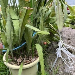 イエローピタヤ、シャコバサボテン？