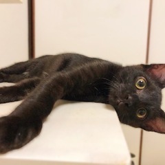 黒猫の男の子(パンツ履いてます♡)
