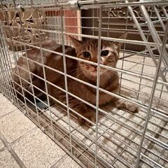 猫など小動物捕獲器お貸しします - 貸したい
