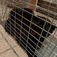 猫など小動物捕獲器お貸しします − 岡山県