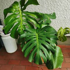 モンテスラC　大型　観葉植物　直接渡し商品　格安