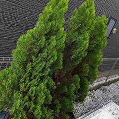 掘り起こしできる方　ゴールドクレスト3本　180〜190cm