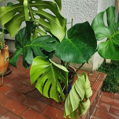 【最終値引き】モンテスラB　大型　観葉植物　直接渡し商品　格安
