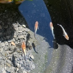 （09.23）レッドクリフ ダークタイプ 幼魚稚魚　10匹の画像