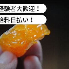 【日払い】愛媛県宇和島市吉田町立間でみかん取り・運搬のお仕事！【...