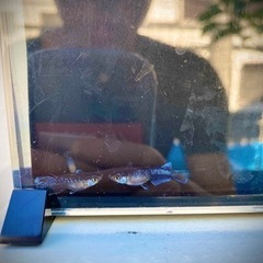 メダカ　ミッドナイトフリル体外光タイプ　1匹500円　残り20匹ほどの画像