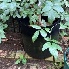 レモンユーカリ 差し上げます。の画像