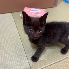 黒猫ちゃん