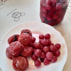 植栽　梅の木　の画像