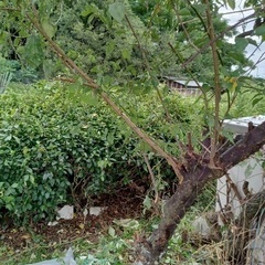 植栽　梅の木　の画像