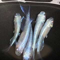 🌈幹之メダカ 上物　L5匹🌈の画像