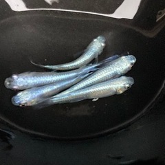 🌈幹之メダカ 上物　L5匹🌈の画像