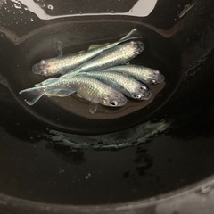  🌈鱗光LFメダカ　M 
5匹🌈 の画像