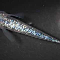 🐟激安メダカ展示販売会🐟北本市桜国屋🌸10月1日🌸 - その他
