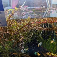 ロタラインディカ(水草)10株