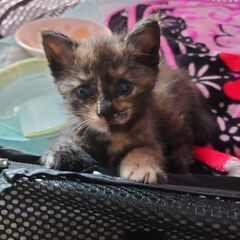 １ヶ月のサビ猫ちゃん
