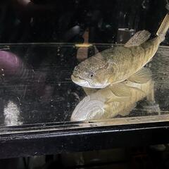 激レア✨タライロンSP(淡水魚)