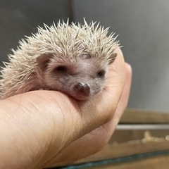 小動物ブリーダーをしております！ − 愛知県