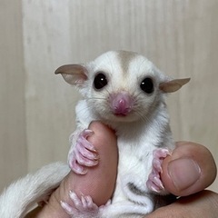 小動物ブリーダーをしております！ - 名古屋市