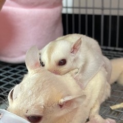 小動物ブリーダーをしております！ - ペット