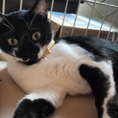 里親様募集😸ゆめちゃん（♀）10ヶ月