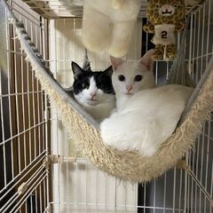 2歳の兄妹もらってください