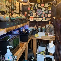 【五桜メダカ】 9月24日　横須賀めだか無人販売