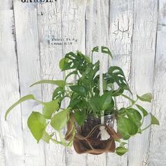プランツ レザーハンガー　観葉植物