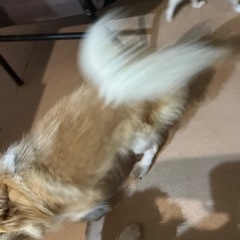 新しい飼い主さん募集 - 弘前市
