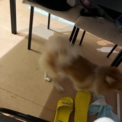 新しい飼い主さん募集 - 犬
