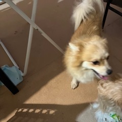 新しい飼い主さん募集 - 里親募集